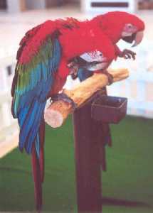 Macaw-1_th.jpg